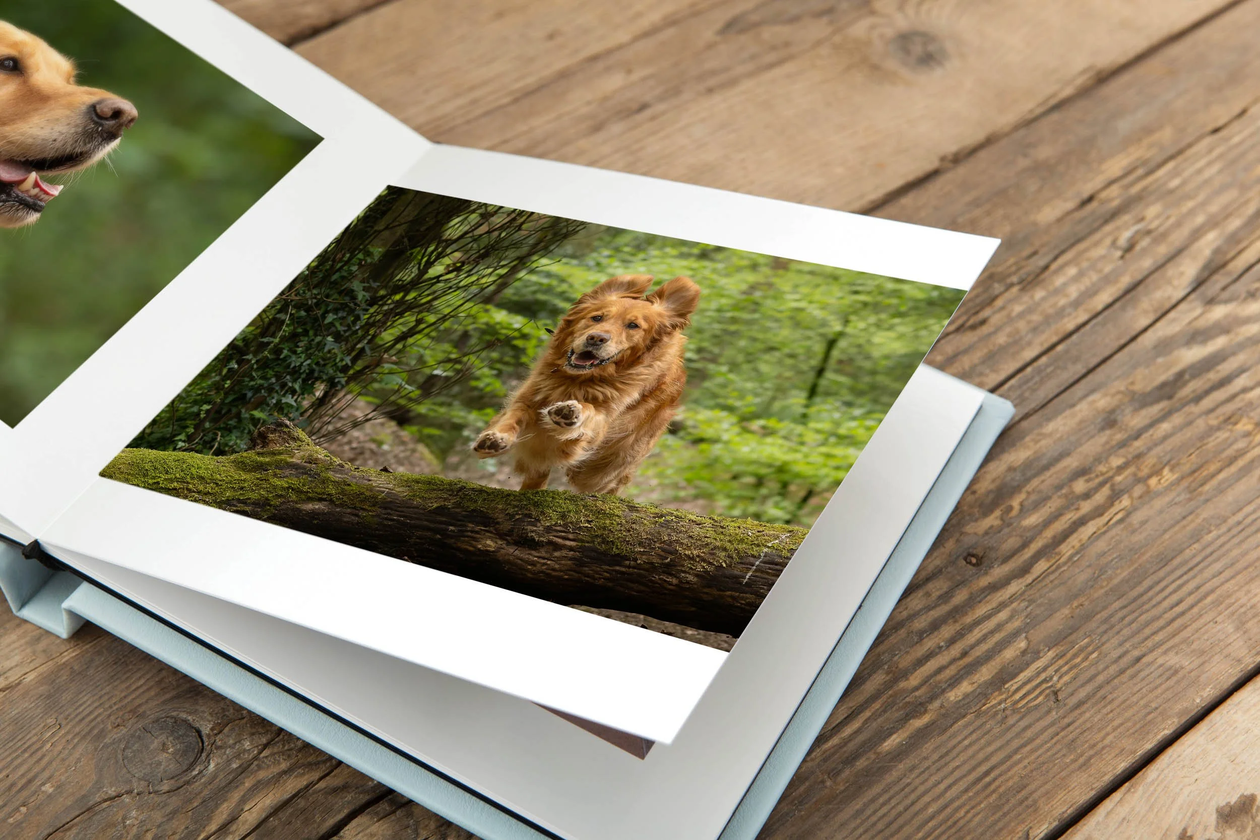 Open photo album showing a picture of a golden retriever running outdoors in a green forest.