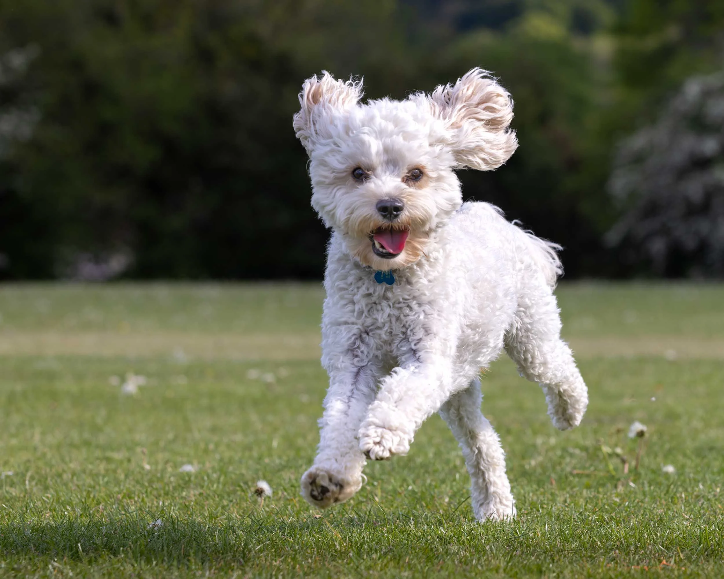 A white fluffy Toy Cavapoo dog with curly fur running on a grassy field, with a blurred green background.