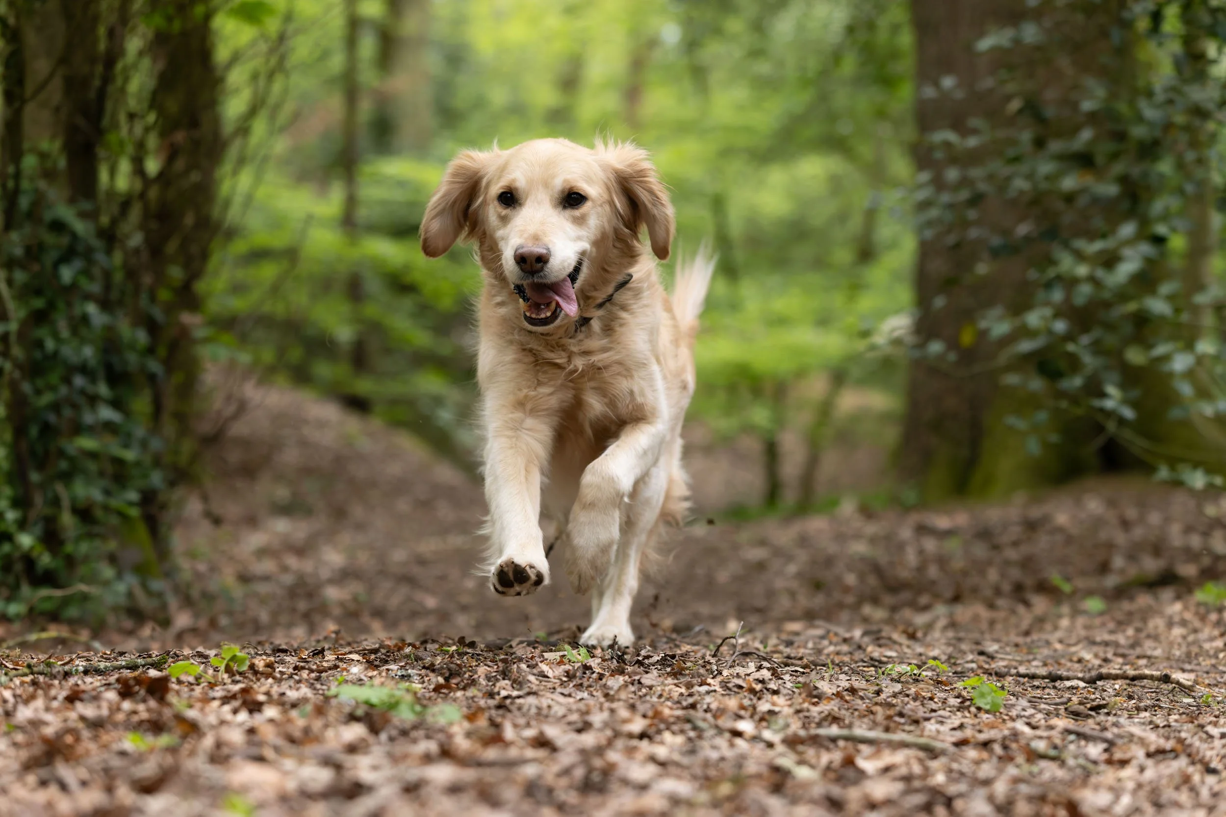 A golden retriever running on a dirt path through a lush green forest, tongue out and ears flopping.