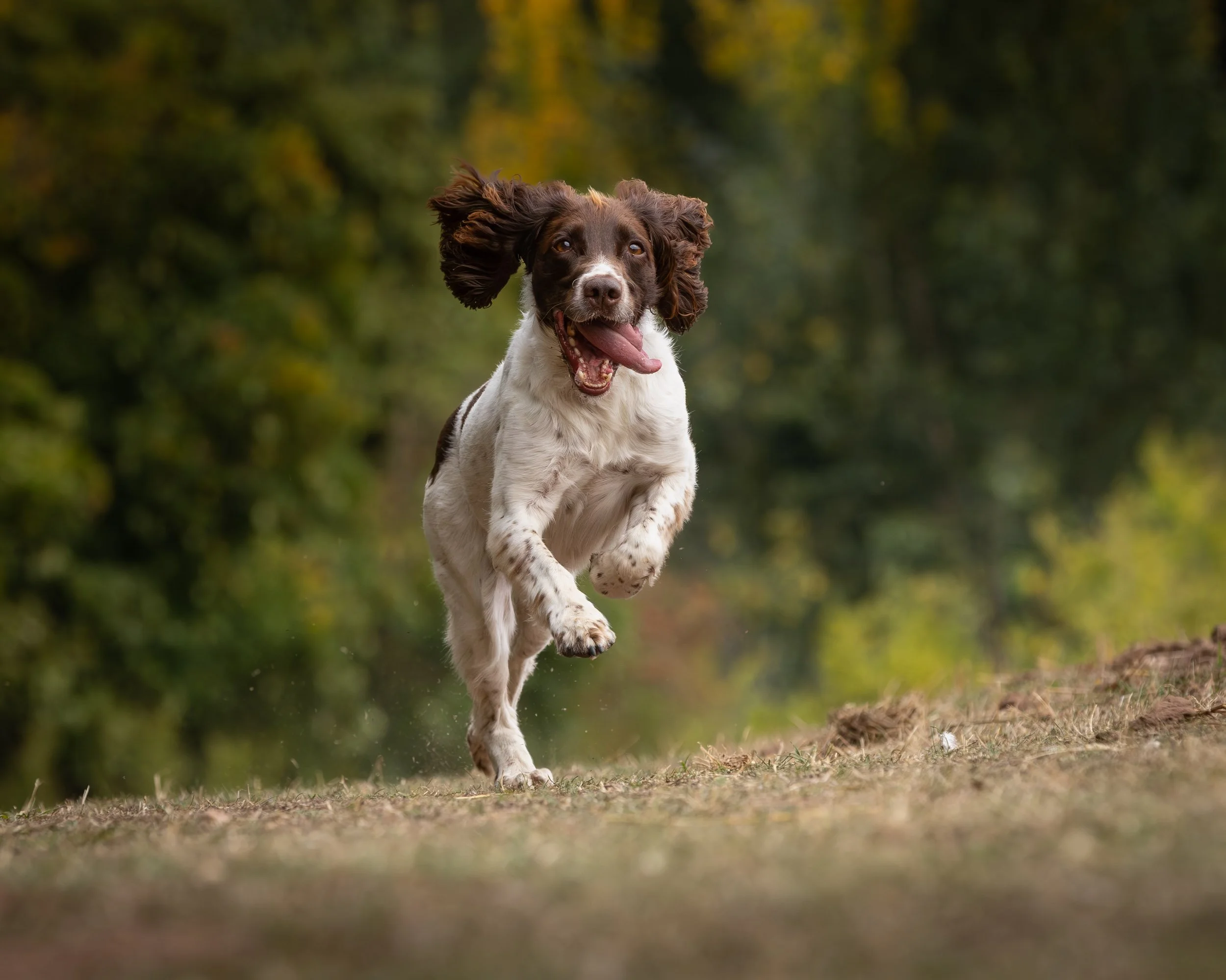 A brown and white Springer Spaniel dog running outdoors on a path surrounded by trees with green and yellow leaves.