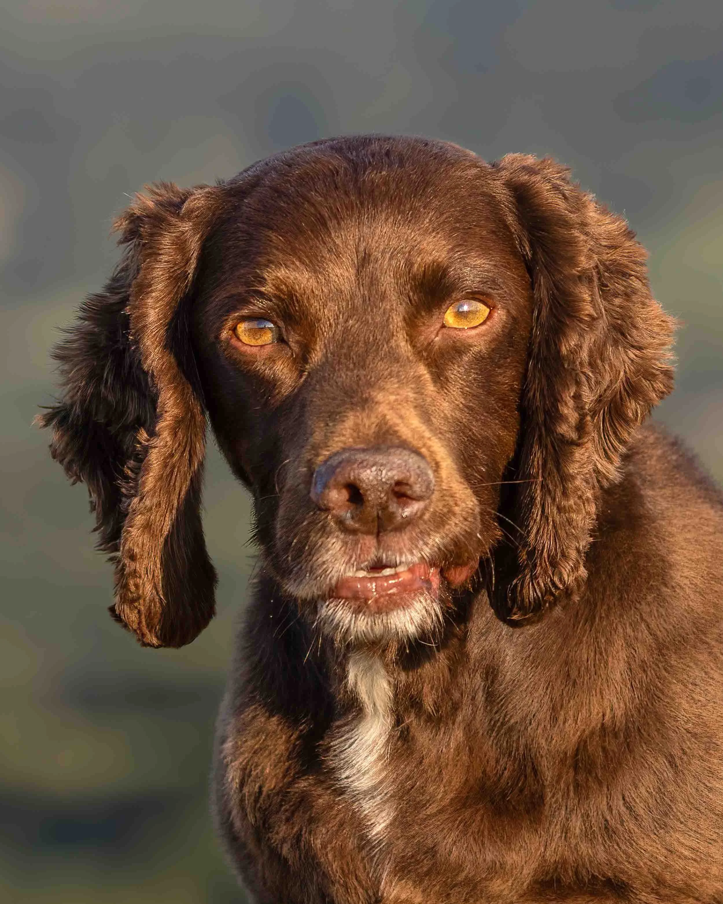 Close-up of a brown working cocker spaniel dog with amber eyes and long ears, looking directly at the camera, against a blurred outdoor background.