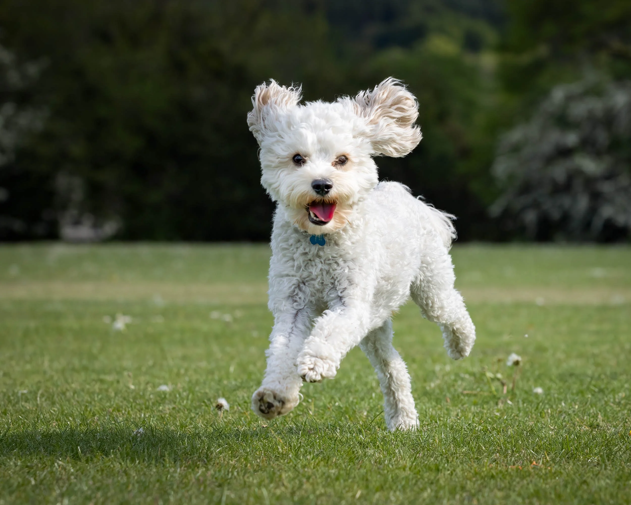A white fluffy Cavapoo dog with floppy ears and a blue collar running on a grassy field with blurred trees in the background.