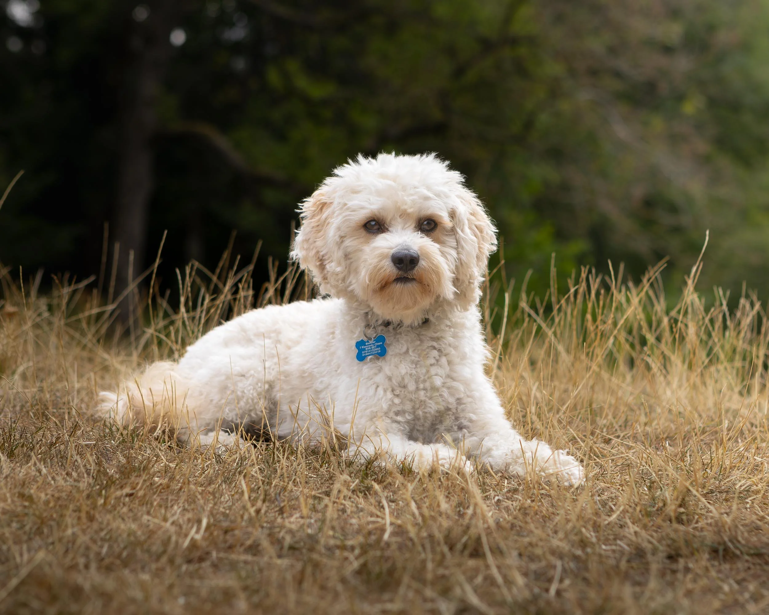 A fluffy white cavapoo dog lying on dry grass in a natural outdoor setting with green trees in the background.