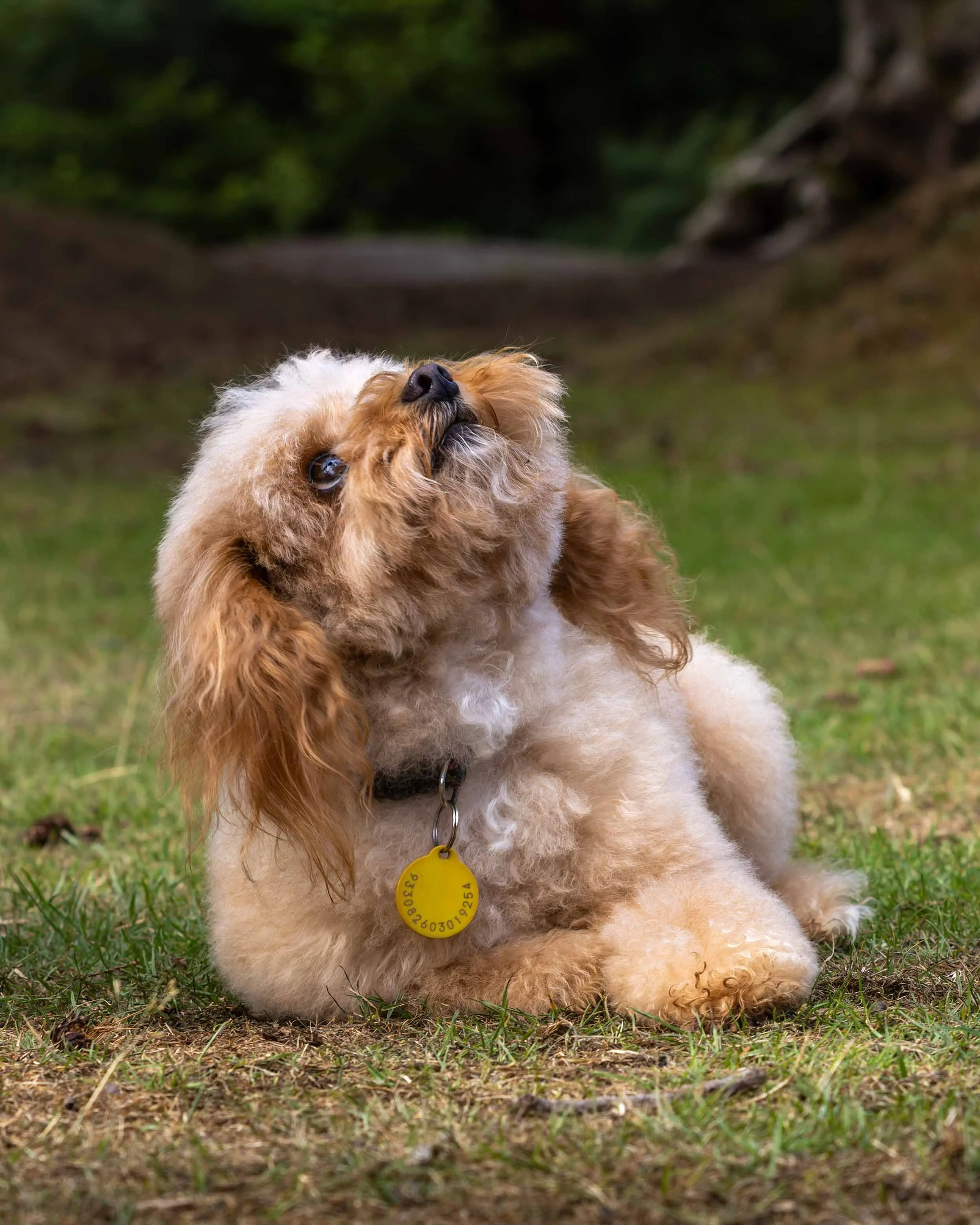 A fluffy light brown Toy Cavapoo with darker brown ears and a yellow collar with tags, sitting on grass and tilting its head back.