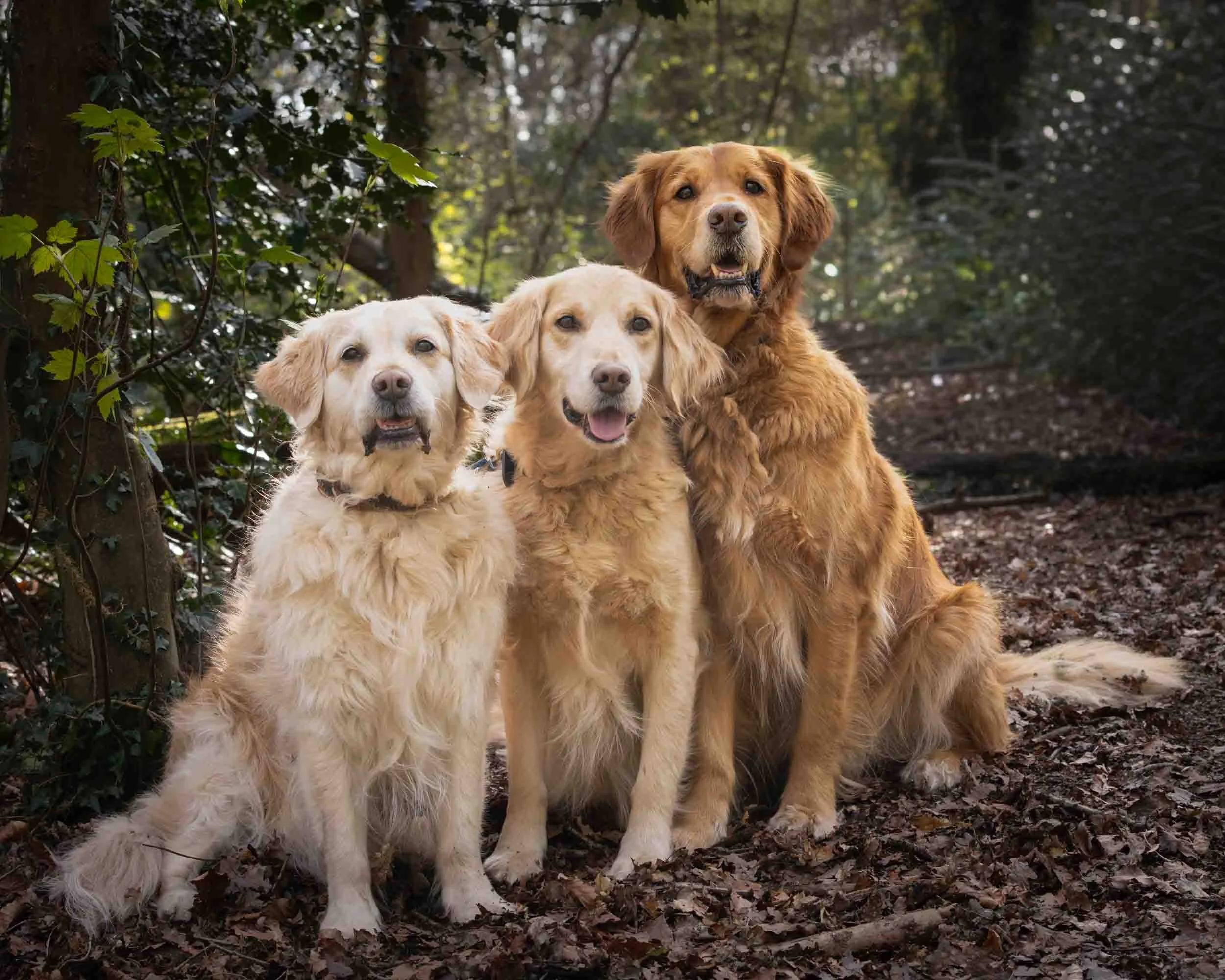 Three Golden Retriever dogs standing outdoors on a forest floor with trees and greenery in the background.