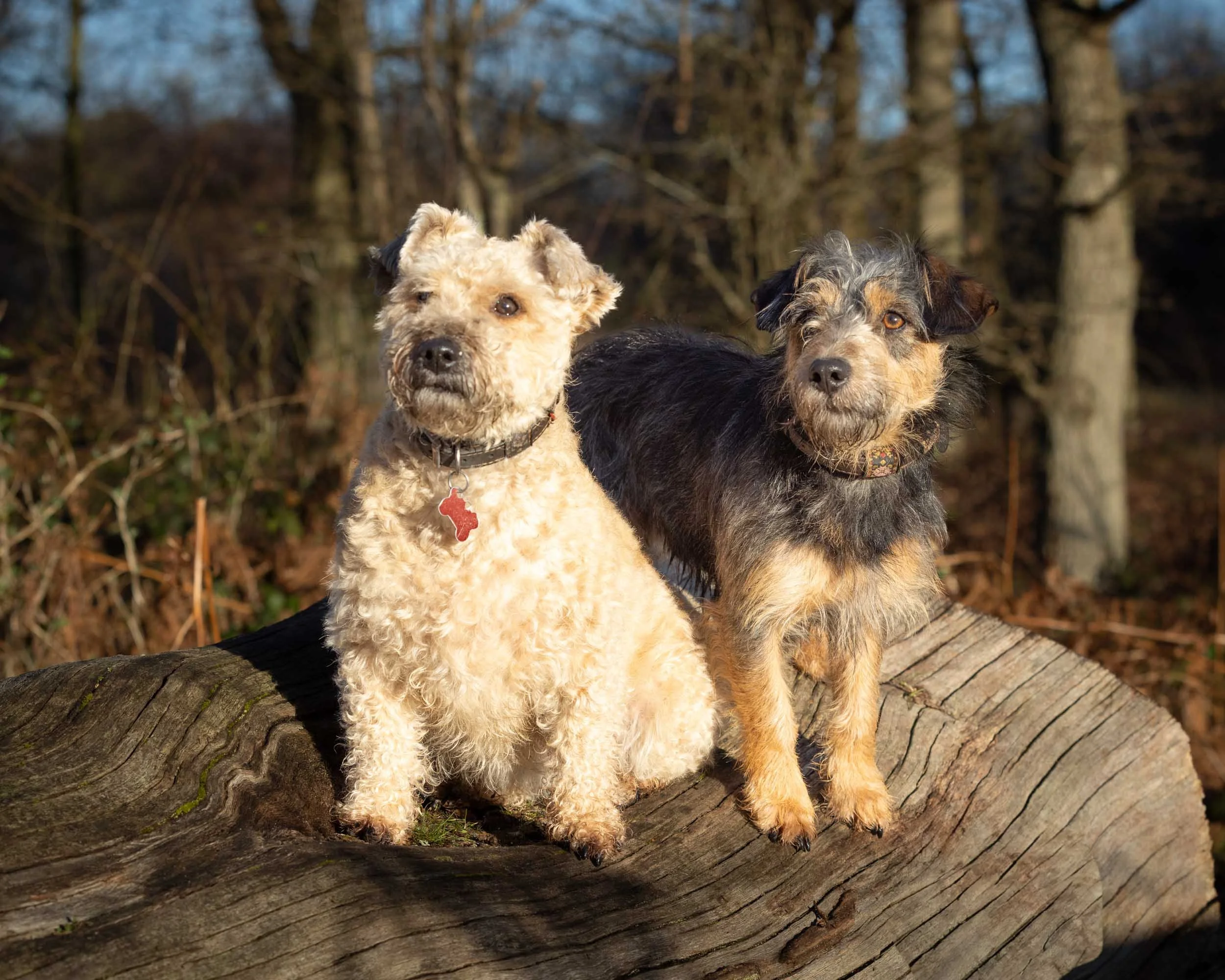 Two dogs, a curly-haired beige Welsh Terrier cross dog and a Jack Russell cross black and tan dog, sitting on a fallen tree in a wooded area during daytime.