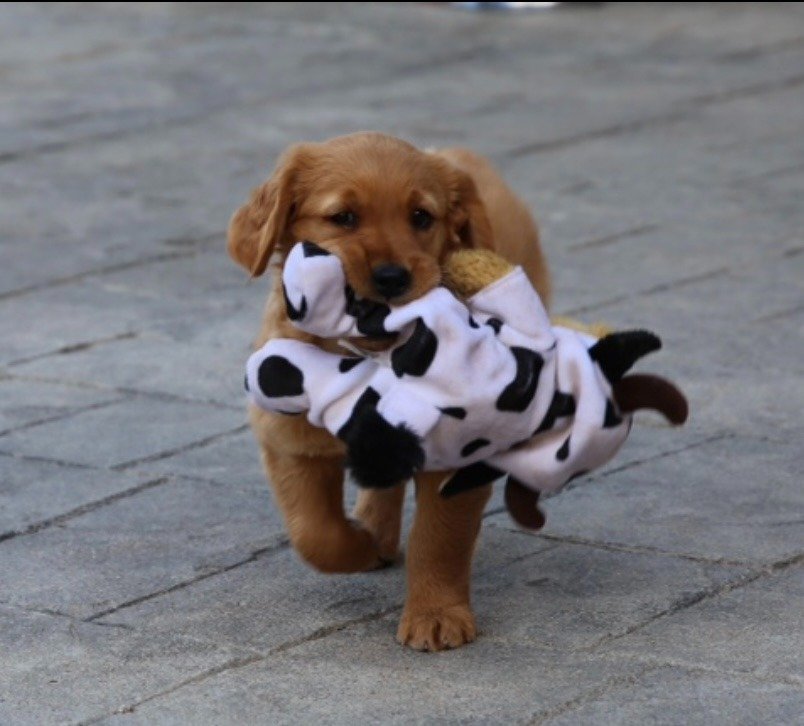Brody pup.jpeg