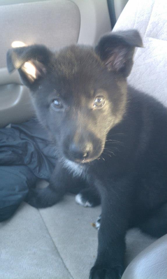 Vember pup.jpg