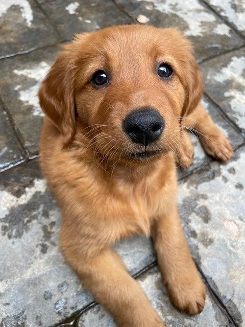 Marshall pup in training.jpeg