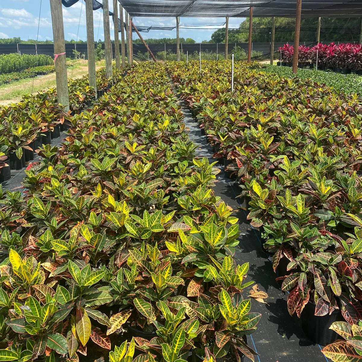 Rows of potted poinsettia plants in a greenhouse with a shaded roof and supporting wooden poles.