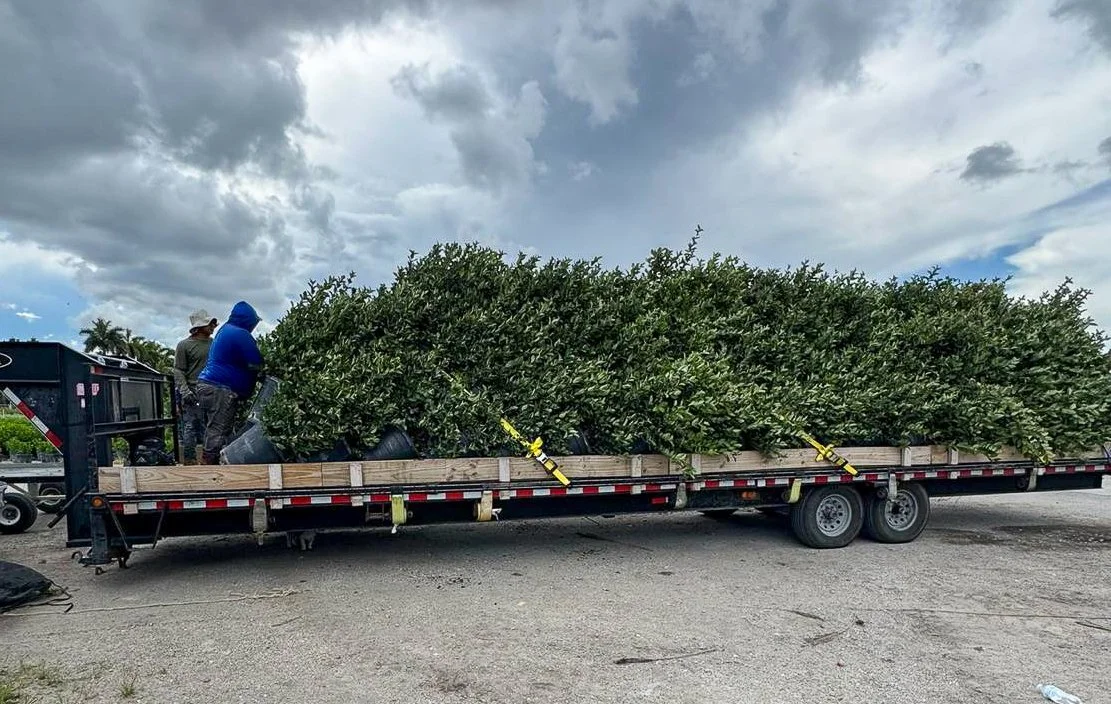 A flatbed trailer carrying large shrub plants in black pots, with three people loading or inspecting them under a cloudy sky.