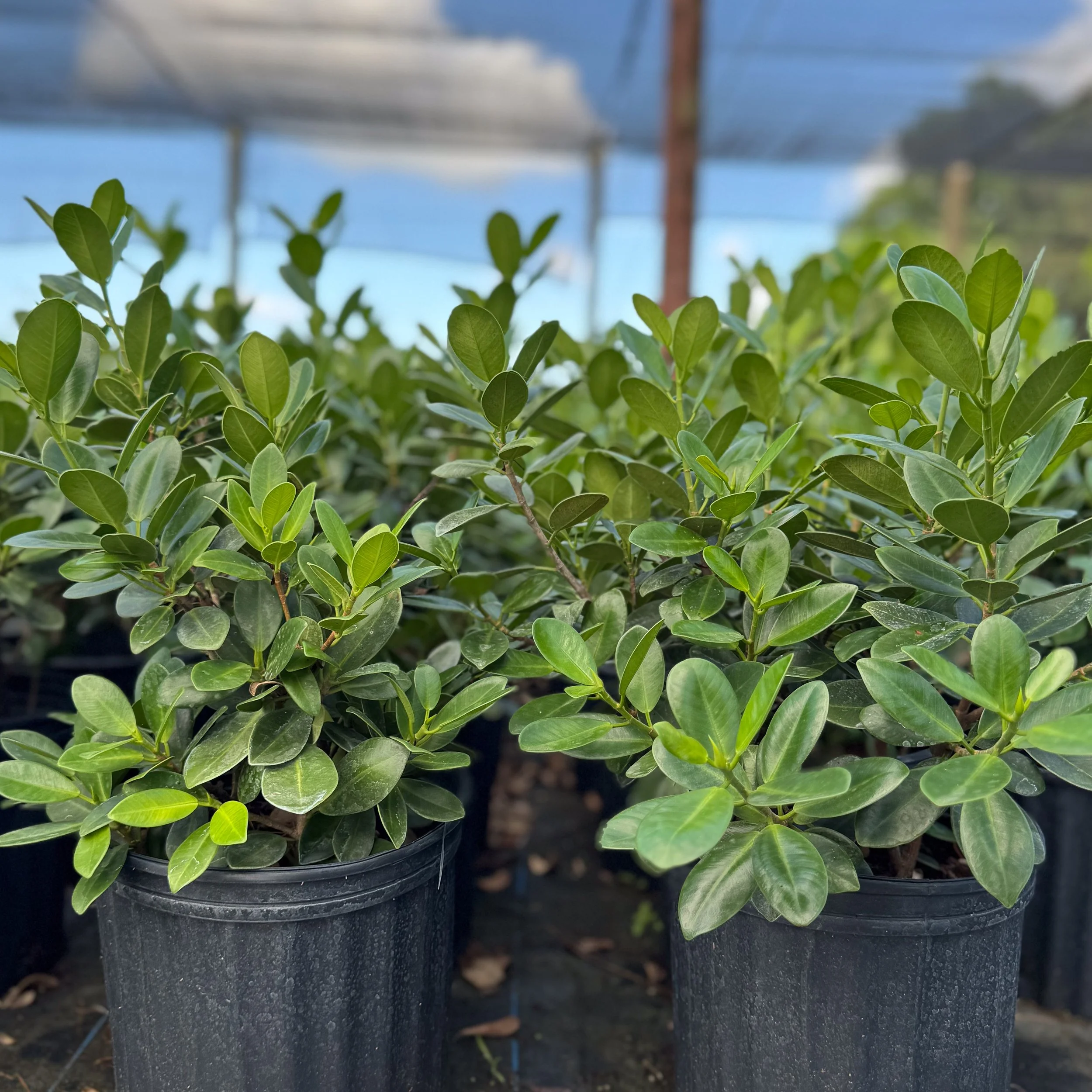 Two potted green plants with oval leaves in a greenhouse.