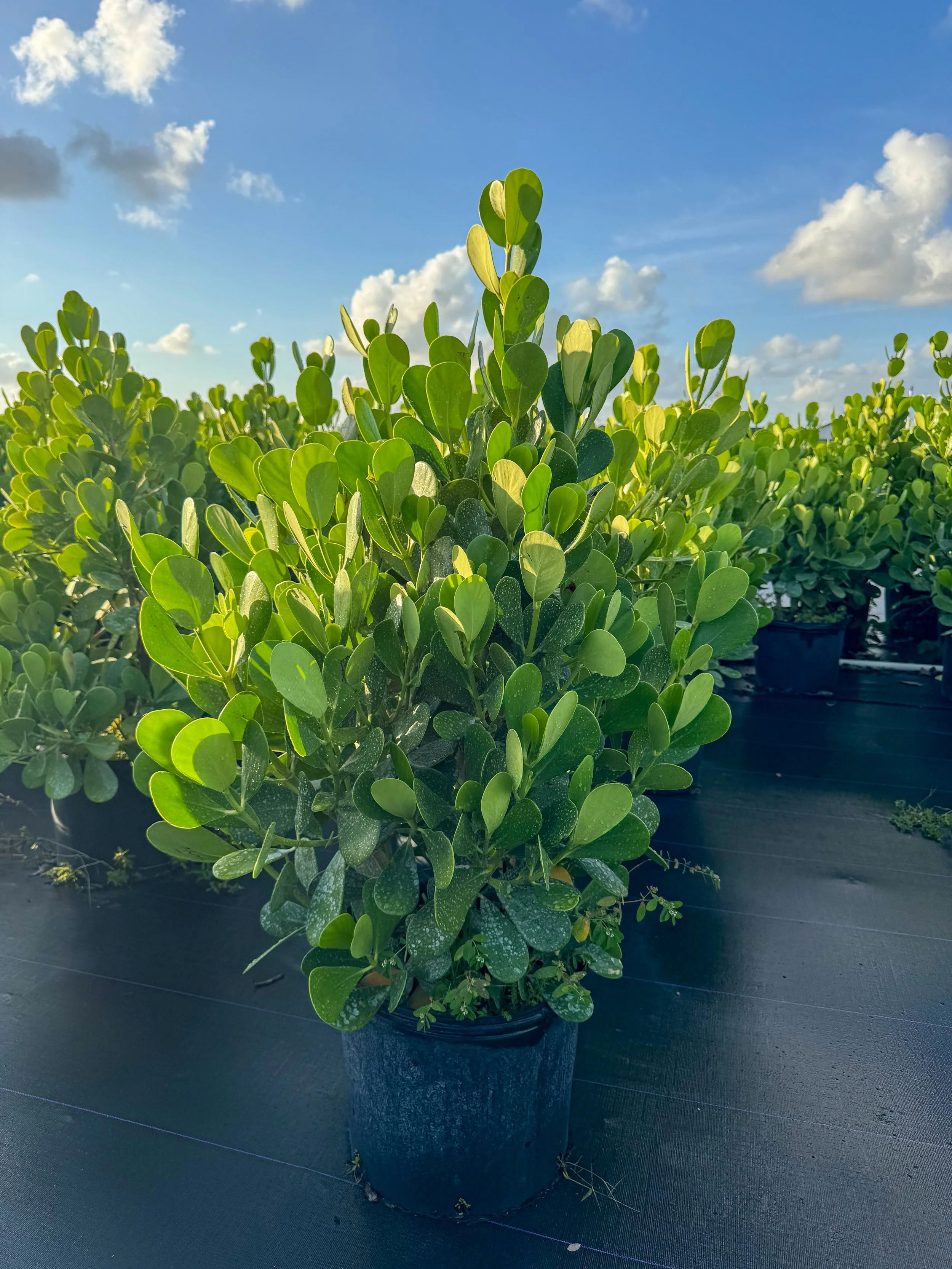 Green shrub in a black plastic pot outdoors under a blue sky with scattered clouds.