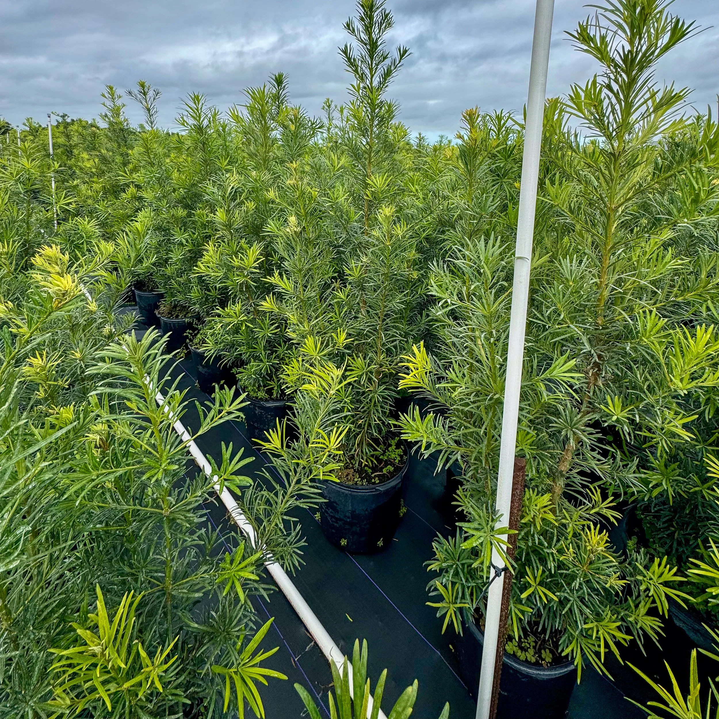 Rows of potted green plants with narrow leaves in an outdoor nursery, under a cloudy sky.