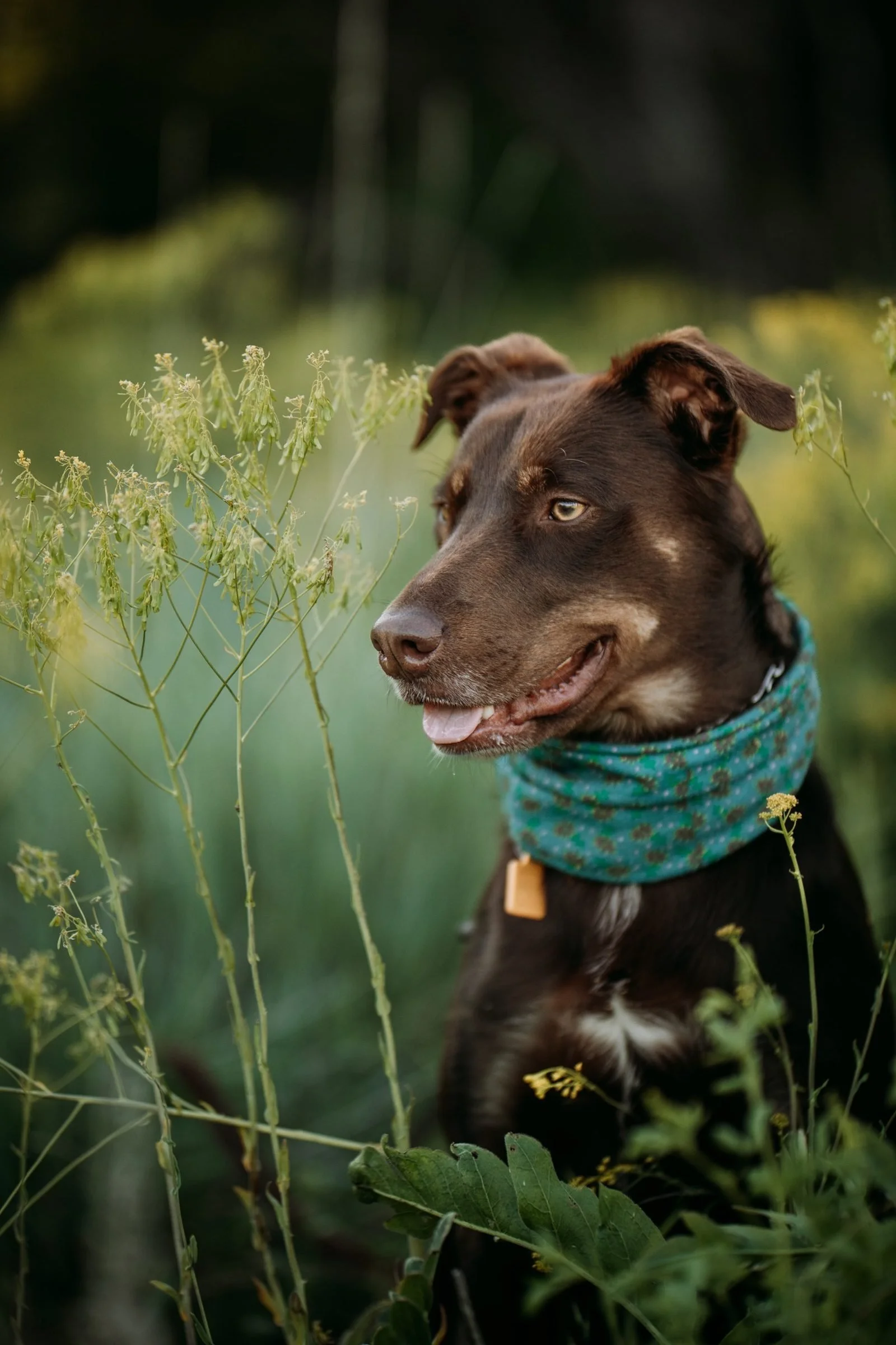 Happy Dog sitting in a field. Photo by Shaylee Frazee.