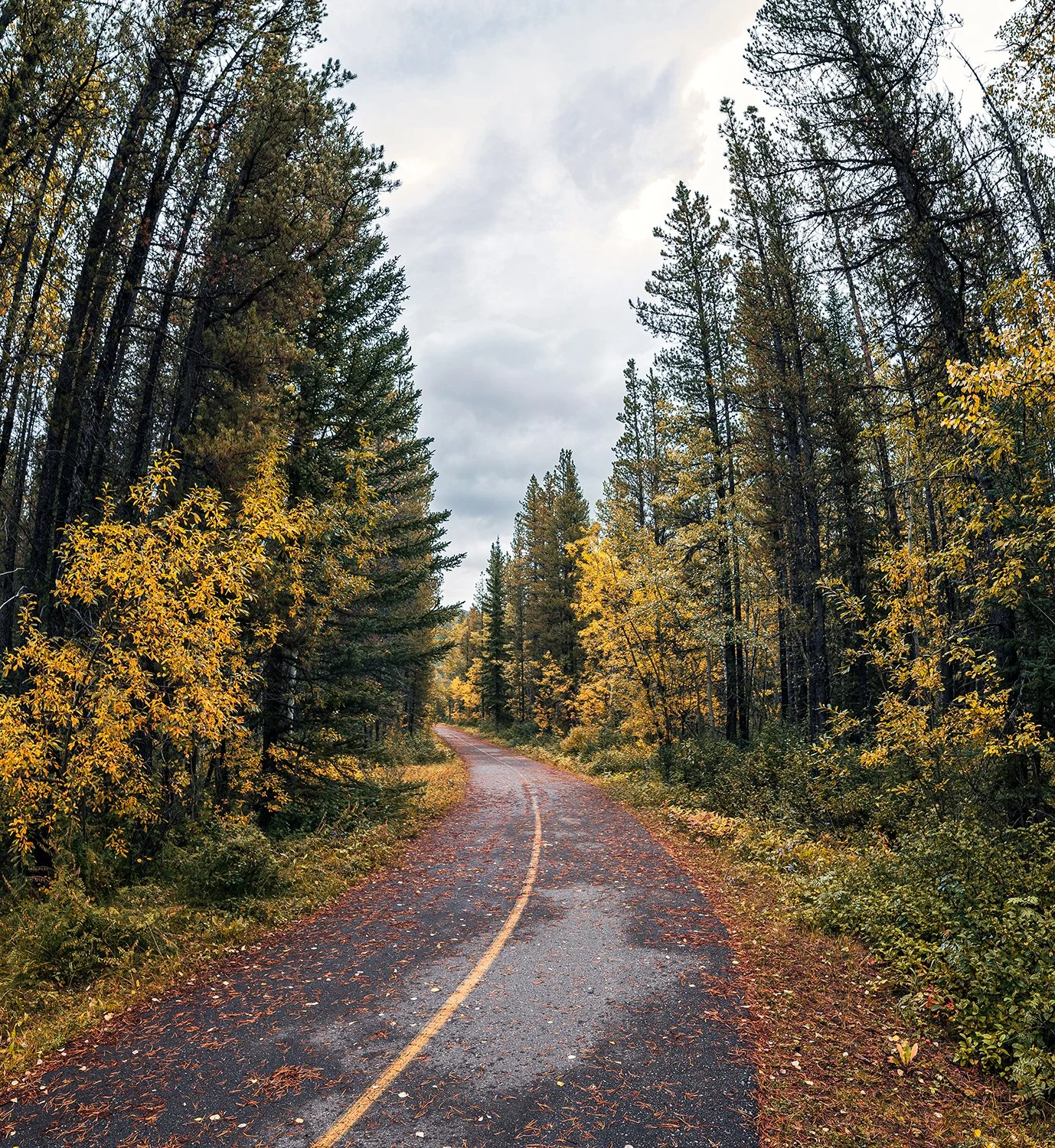 A winding dirt road through a forest with autumn foliage under an overcast sky.
