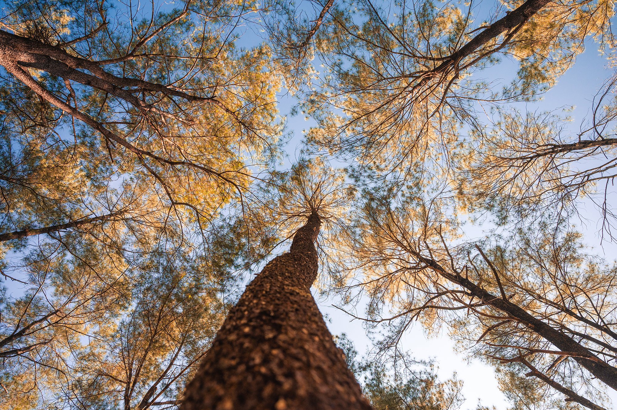 Looking up at tall trees with thin branches and yellow-green leaves against a blue sky.