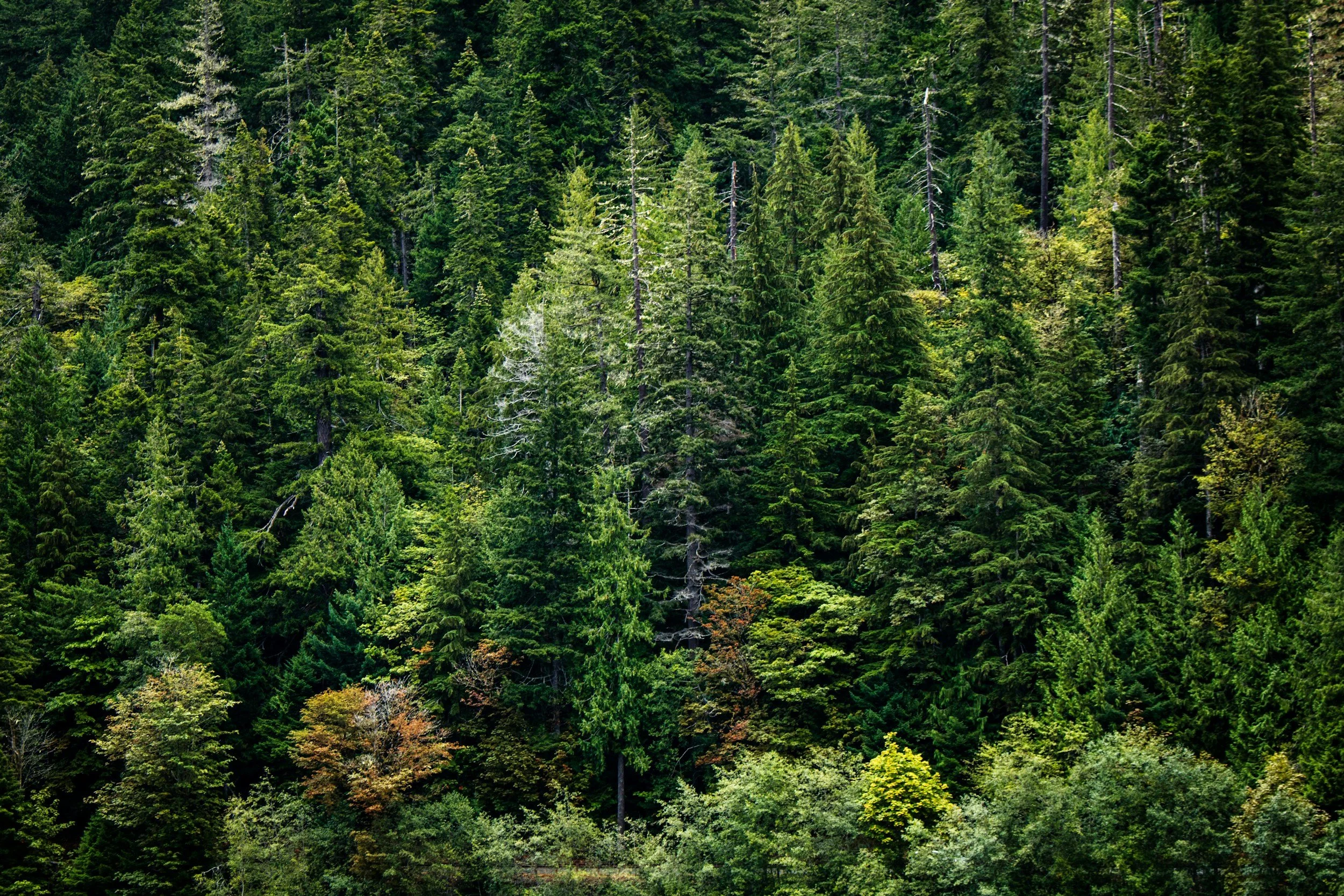 Dense forest with various green trees, some with hints of orange and yellow, on a hillside.