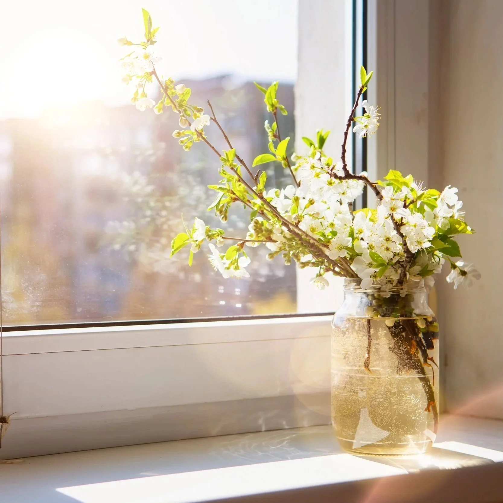 A glass jar with water and a bouquet of white blossoms and green leaves placed on a windowsill, sunlight streaming in.