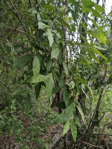 Autumn olive branches with narrow leaves and silvery undersides