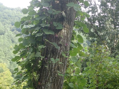 Kudzu vine climbing tree trunk and wrapping around bark