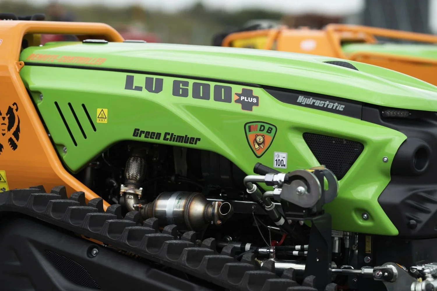 A close up of the green climber in Northern Kentucky, Greater Cincinnati area