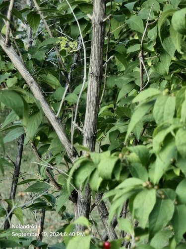 “Hollow gray-brown stems and opposite branching of invasive bush honeysuckle.”