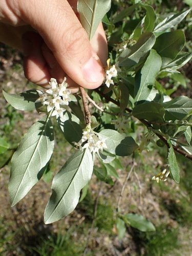 Autumn olive small white flowers blooming along branches in spring