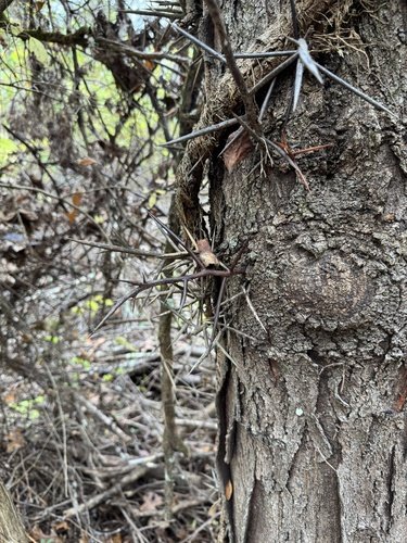 Honey locust trunk showing long, sharp branched thorns and rough gray-brown bark — Gleditsia triacanthos identification