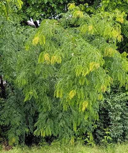 Honey locust tree with airy canopy and fine, feathery foliage — Gleditsia triacanthos in Northern Kentucky