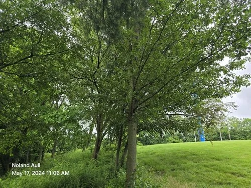 Bradford pear invasive tree growing along grassy edge with dense canopy