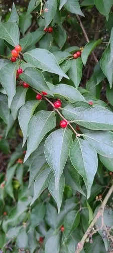 “Red berries on Amur bush honeysuckle with elongated opposite leaves, common invasive species.”
