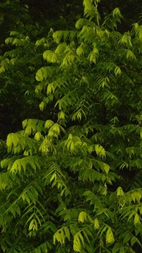 Tree of heaven invasive tree with large compound leaves and dense foliage
