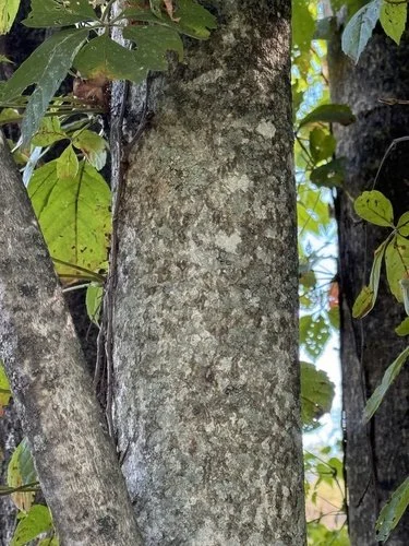 Tree of heaven smooth gray bark on invasive trunk in woodland edge