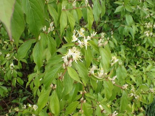 “Amur bush honeysuckle with oval opposite leaves and white spring flowers, invasive shrub in Kentucky.”