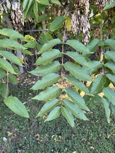 Tree of heaven compound leaves with many elongated leaflets and seed clusters