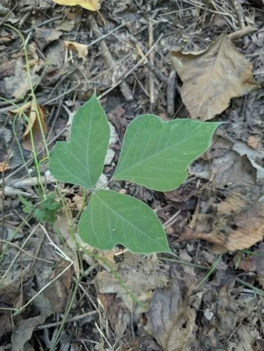 Kudzu leaf with three large lobes lying on forest floor