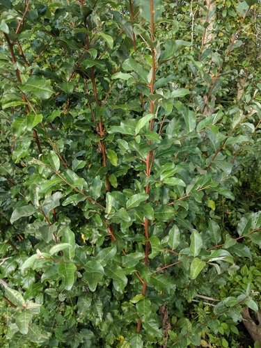 Autumn olive shrub with dense upright growth and oval green leaves
