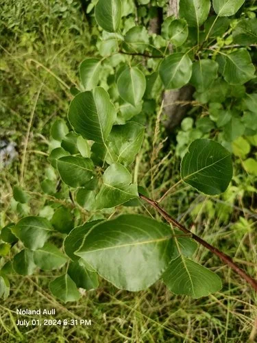 Bradford pear glossy oval leaves on invasive Callery pear branch