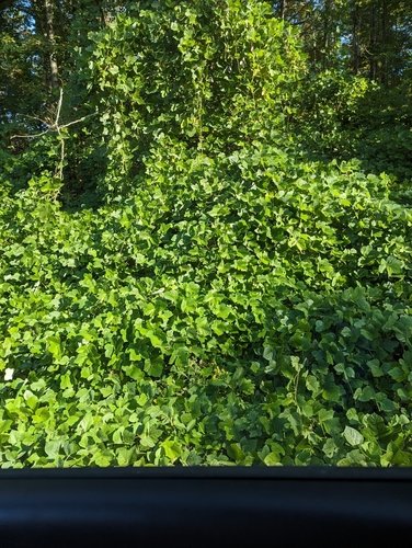 Kudzu vine covering trees and ground in dense green growth