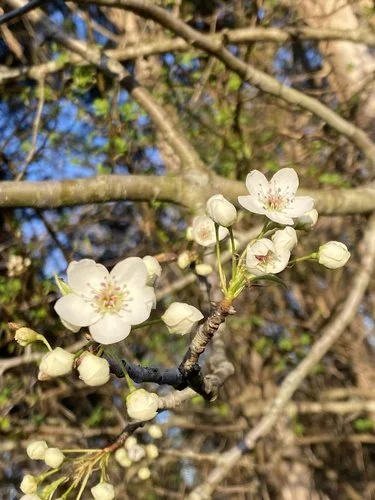 Bradford pear bark and branching structure showing invasive tree characteristics