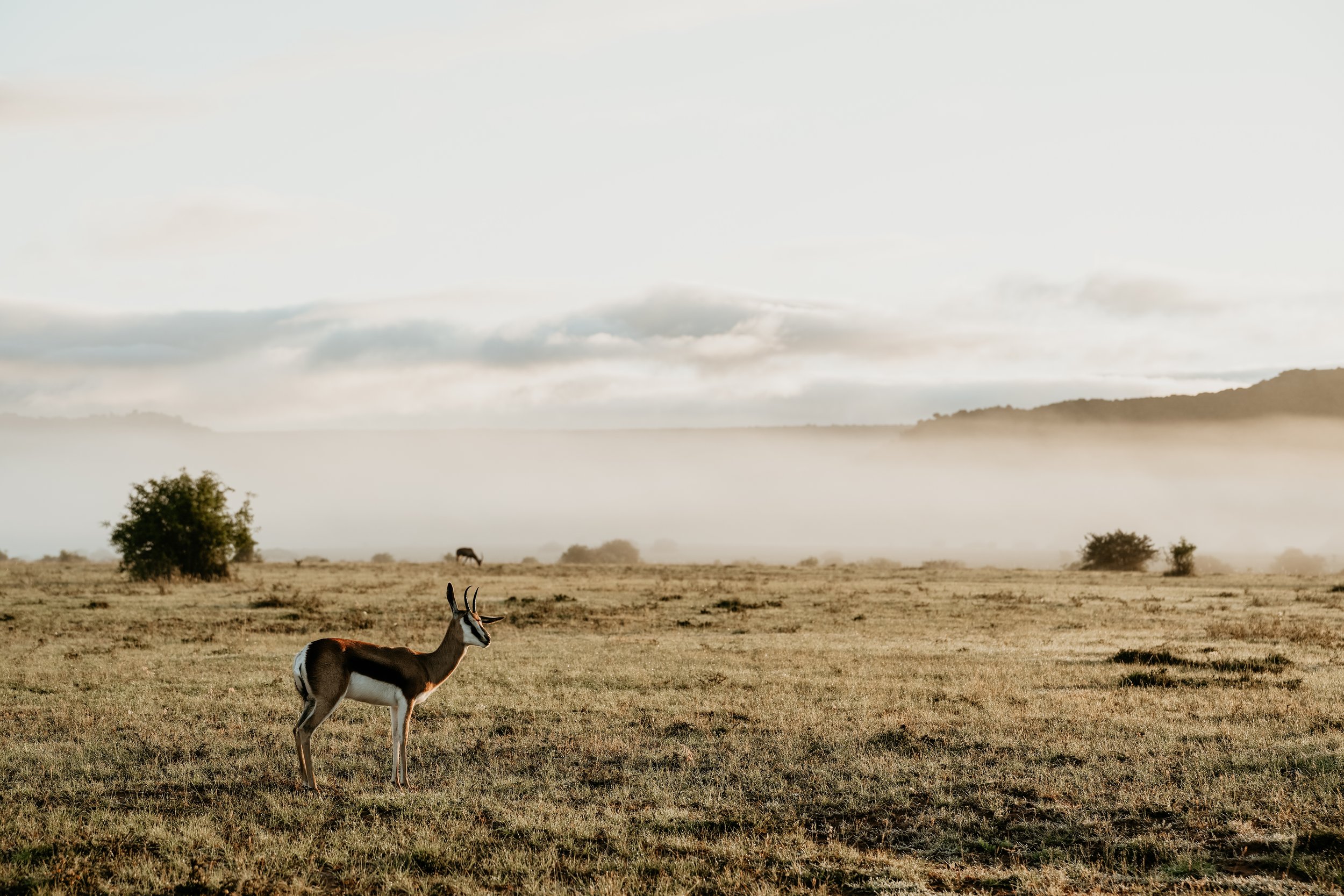 A gazelle standing in a grassy plain with trees and other gazelles in the background, mountains and cloudy sky in the distance.