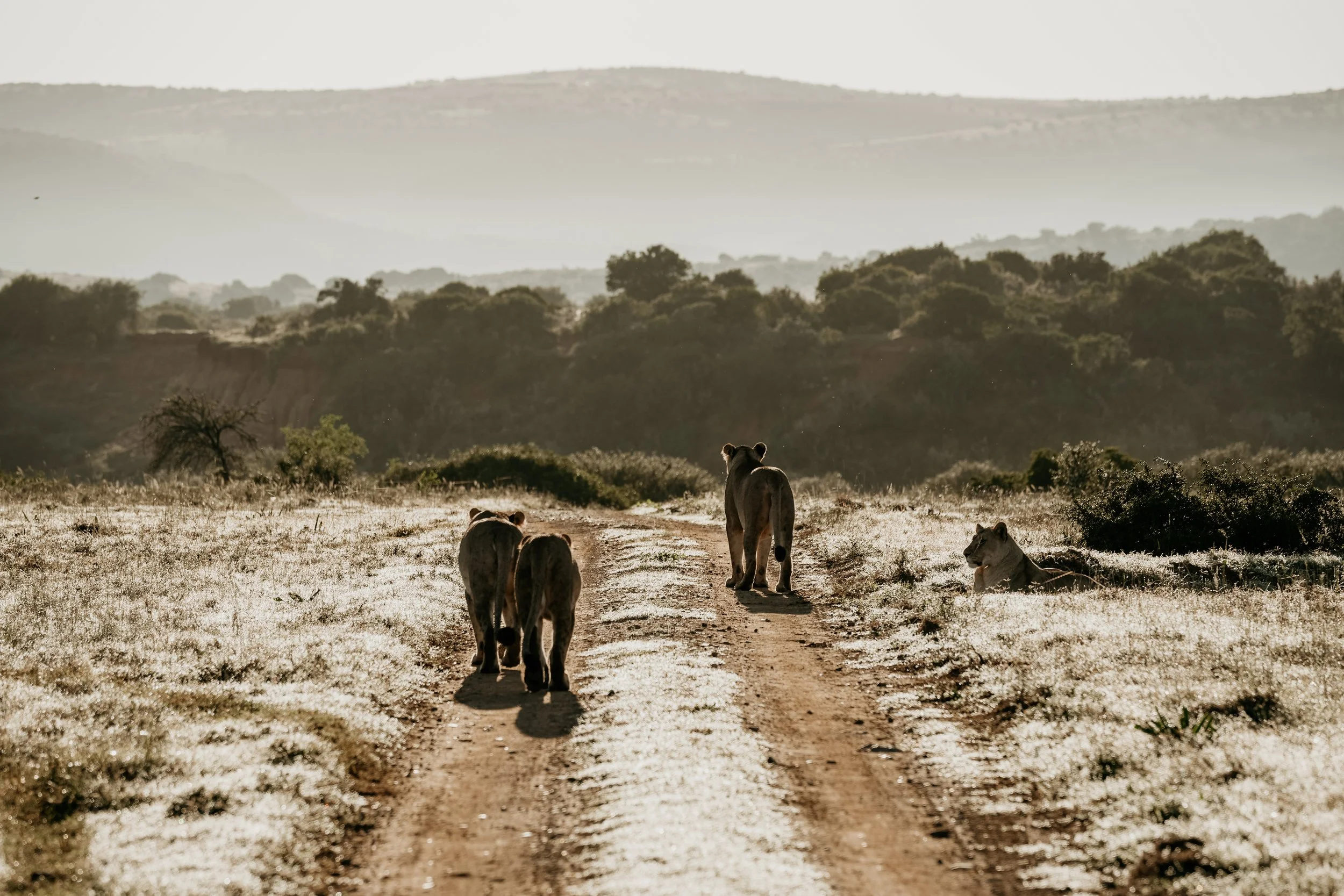 Lions resting on a dirt path in a savannah with hills and trees in the background.