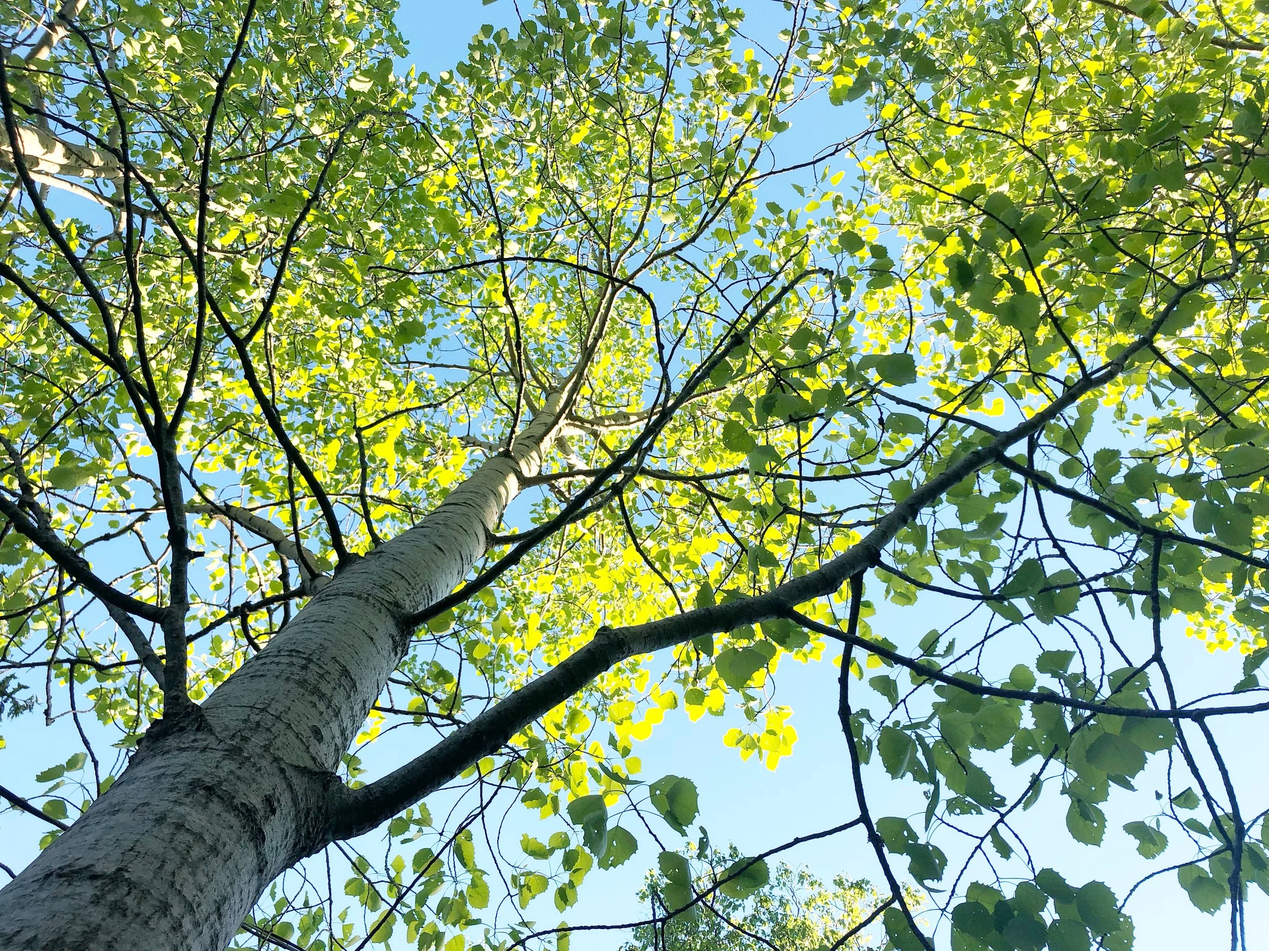 Sunlit tree with leaves, representing resilience, natural growth, and restorative osteopathic care near high park toronto