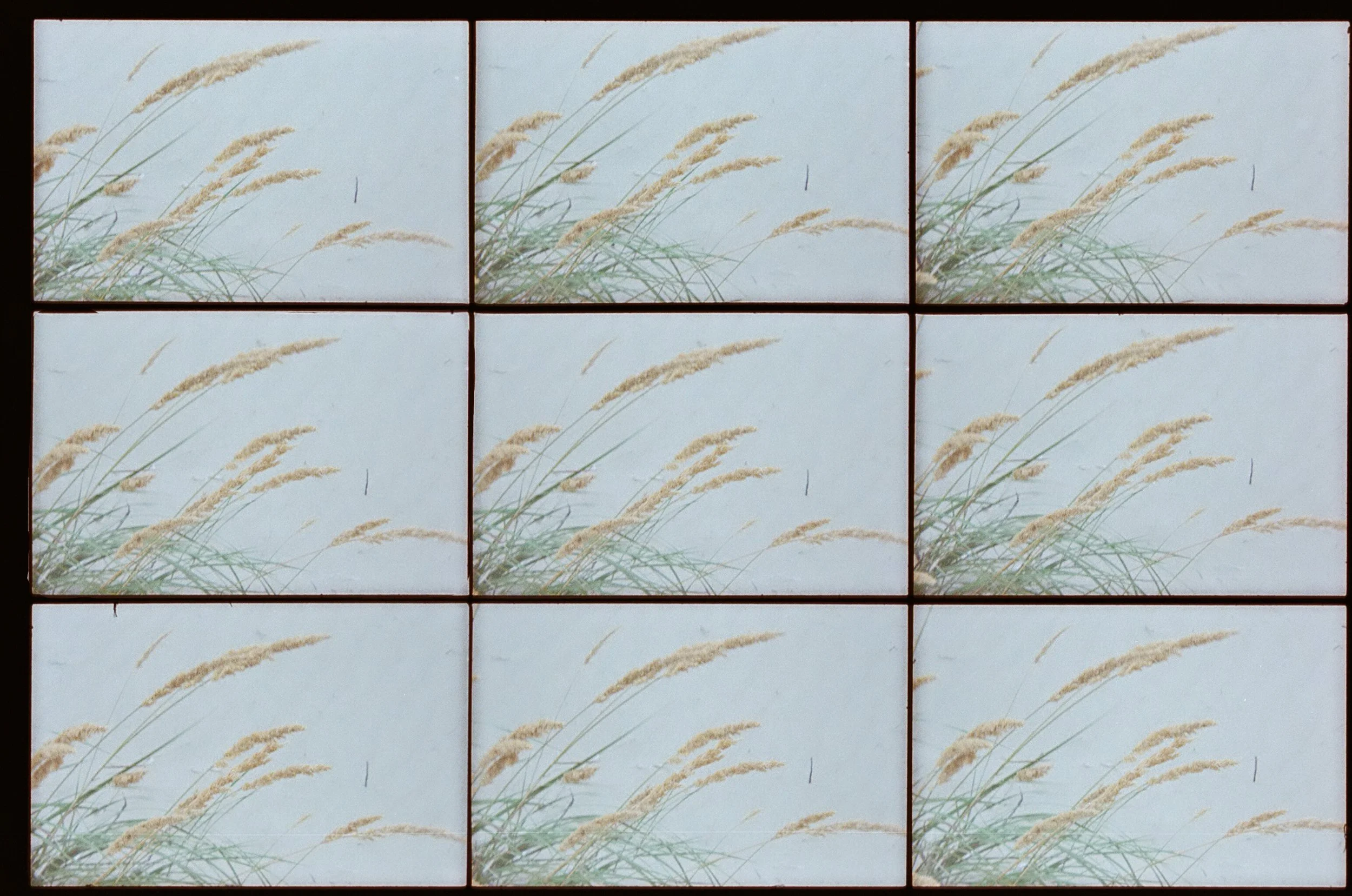 Wheat grass growing in sand, representing adaptability, renewal, and natural processes supported through osteopathic treatment