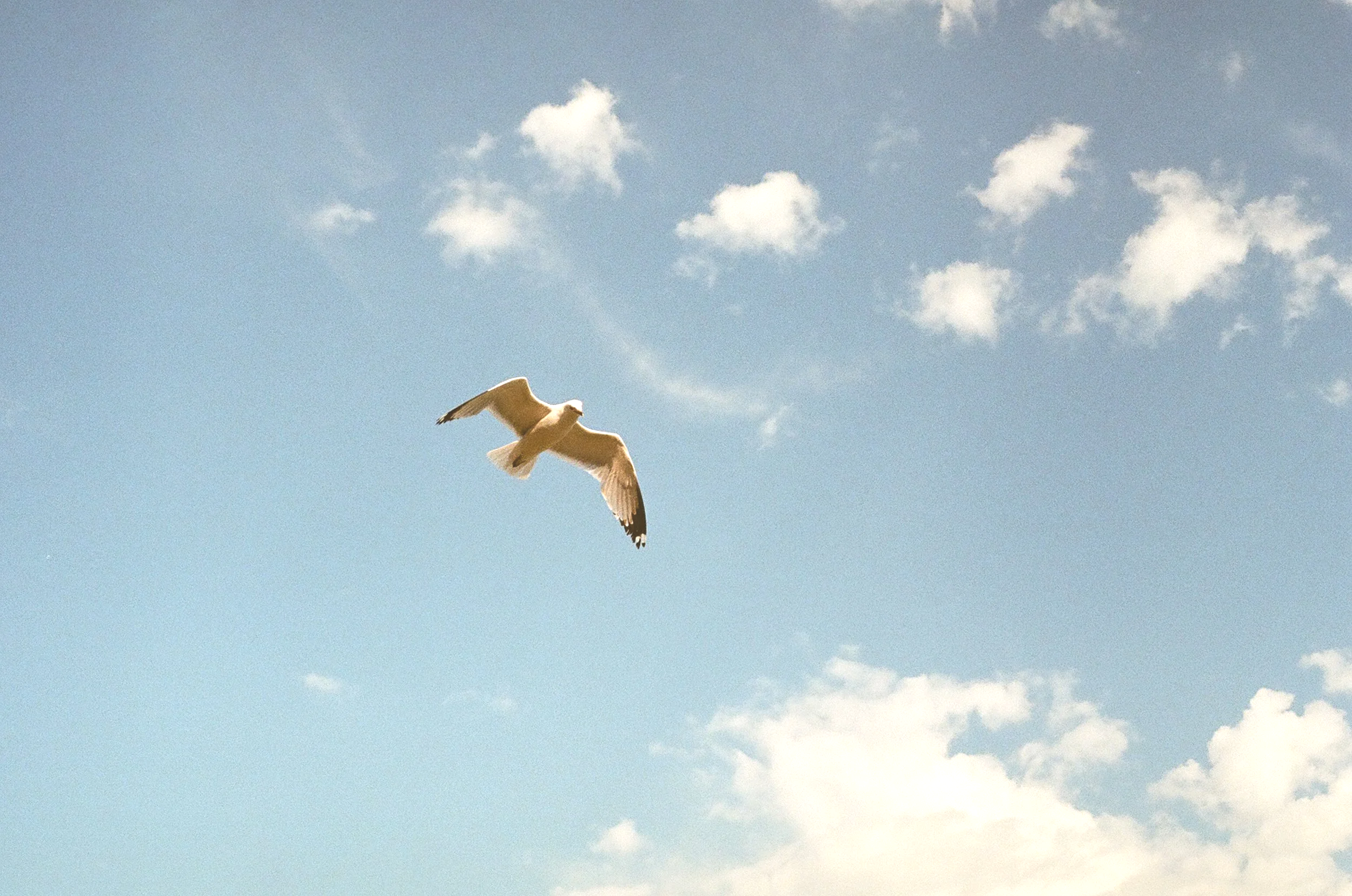 Bird flying overhead in Toronto high park feeling free, resembling reduction of pain from osteopathic care