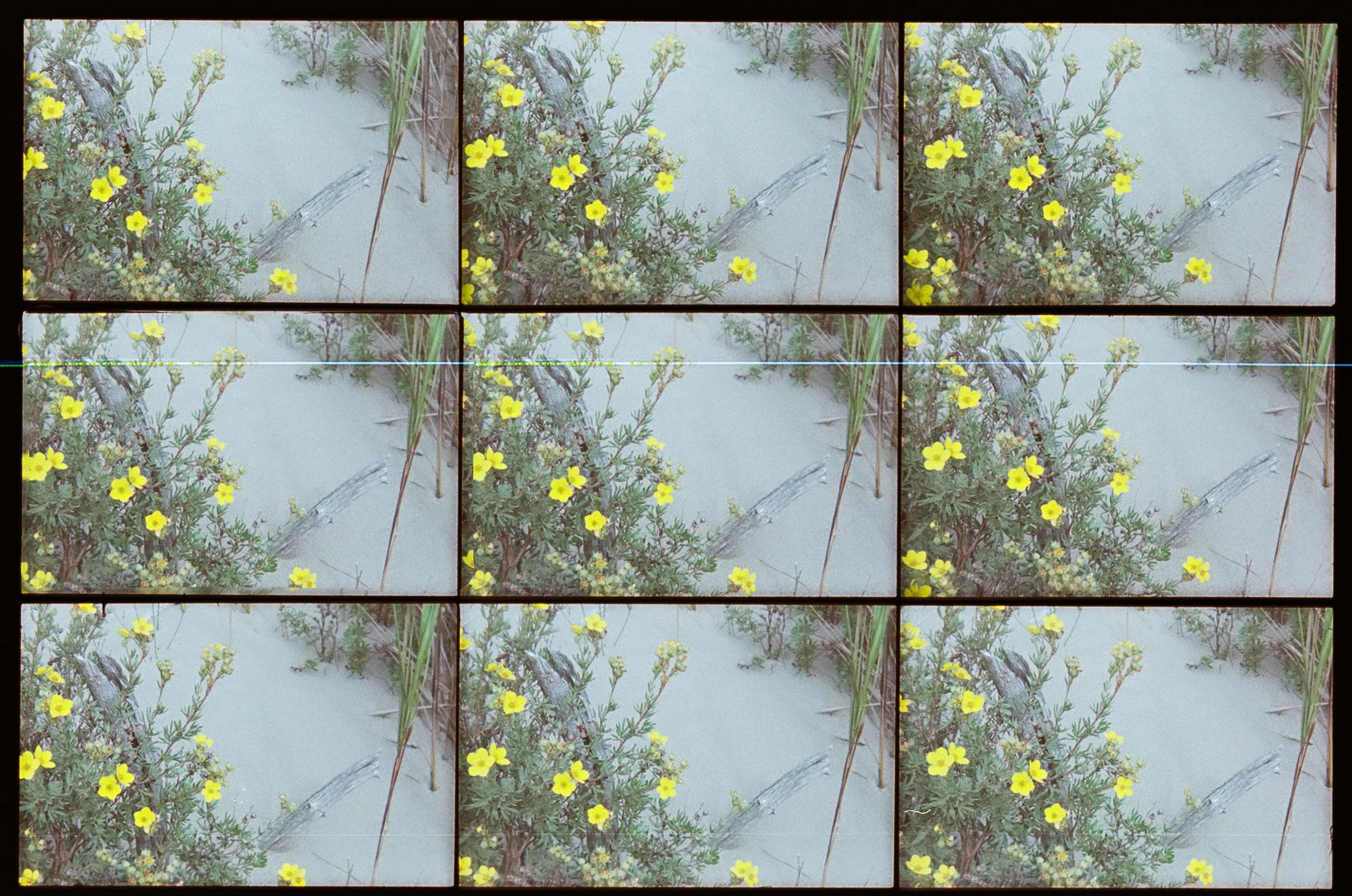 Bright flowers growing in sand, symbolizing vitality, grounding, and the supportive nature of osteopathic care