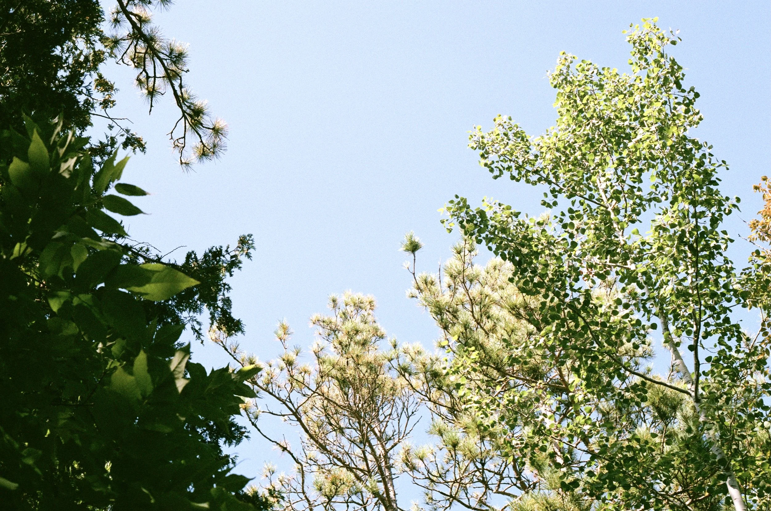 Diverse tree-top leaves, symbolizing inclusive, holistic, and patient-centered osteopathic care