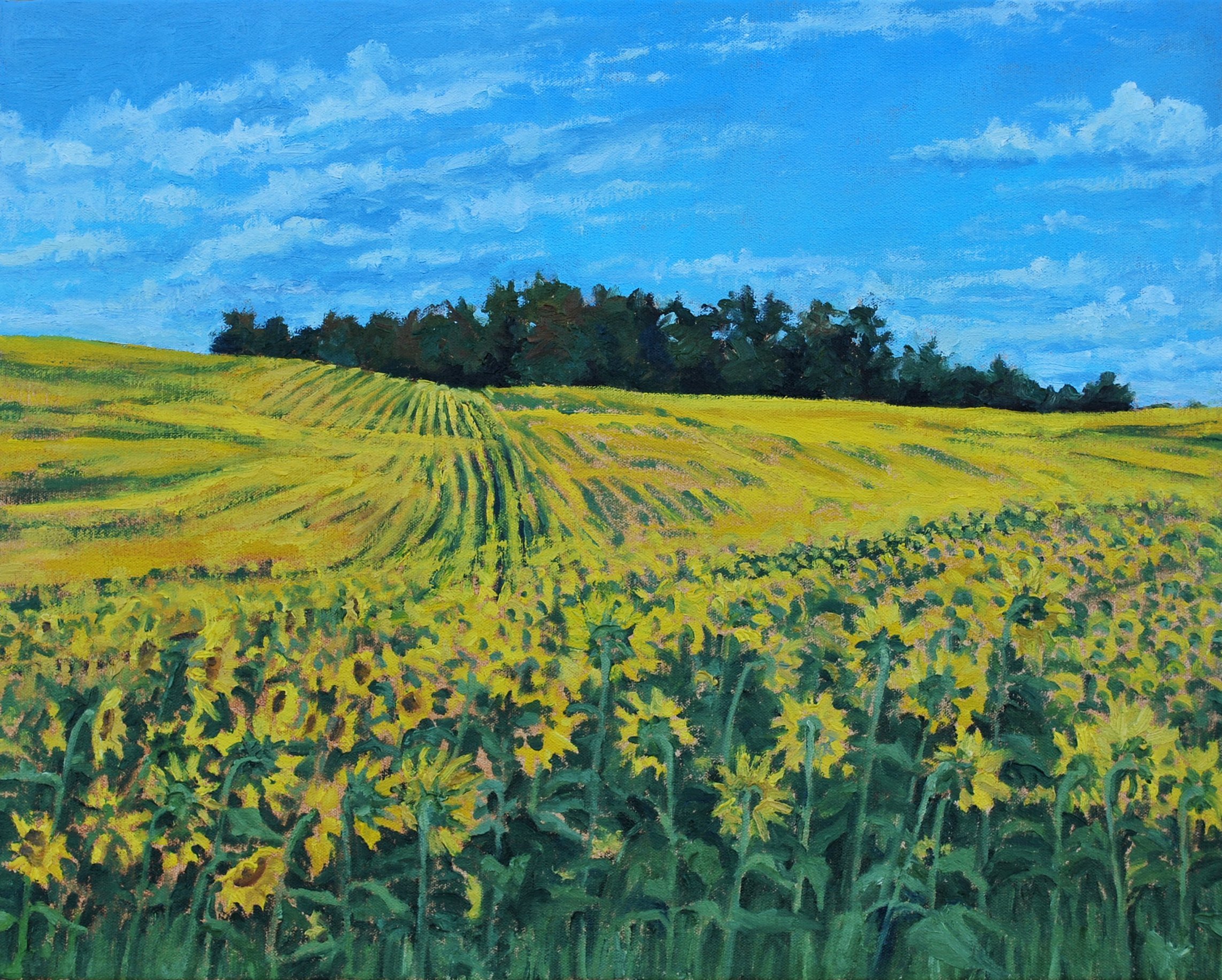 Pocock Sunflowers.jpg