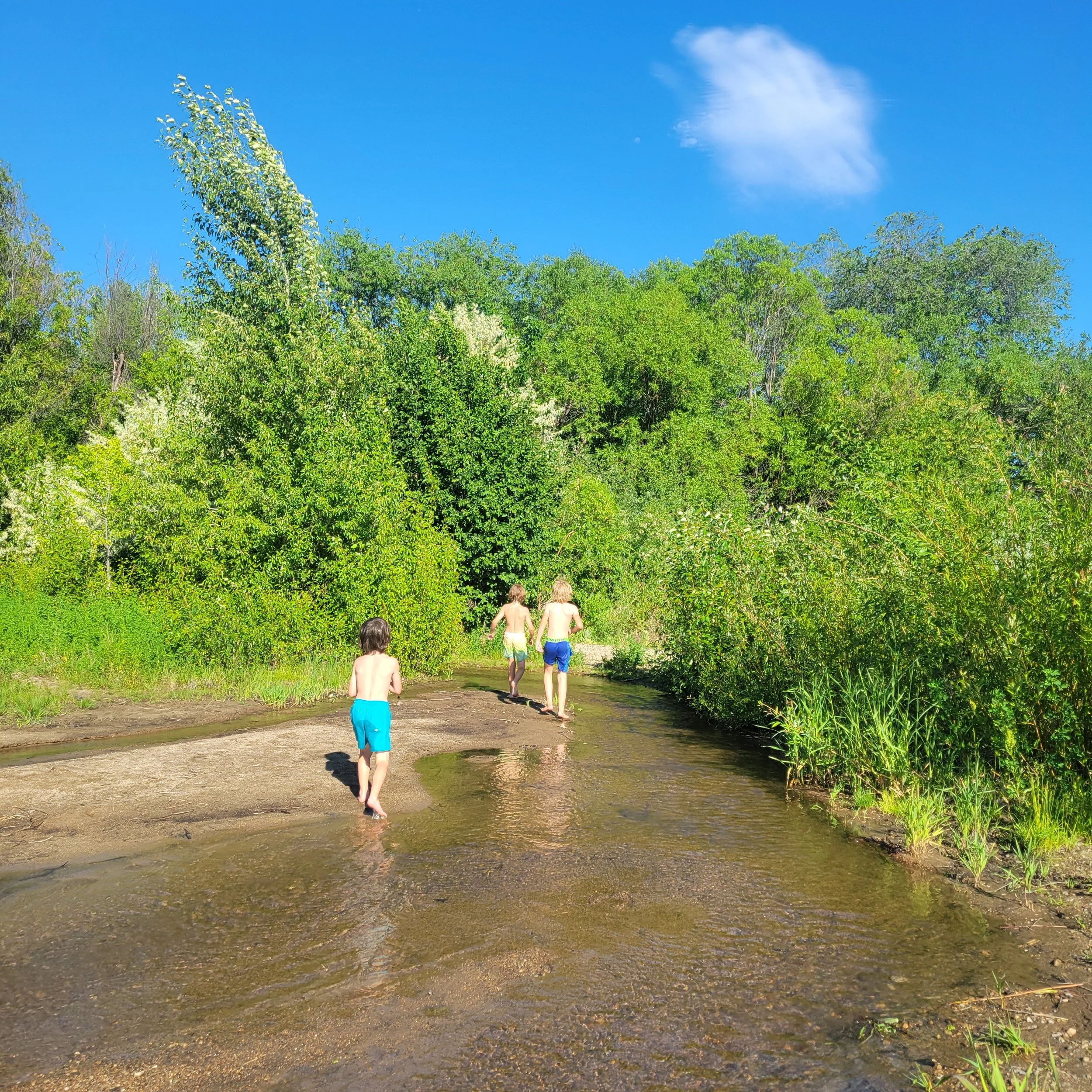 Four children in swimsuits walking through a shallow creek in a lush, lakeside green forest on a sunny day.